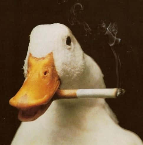 funny goose, white duck, orange beak, SD Phone Wallpaper