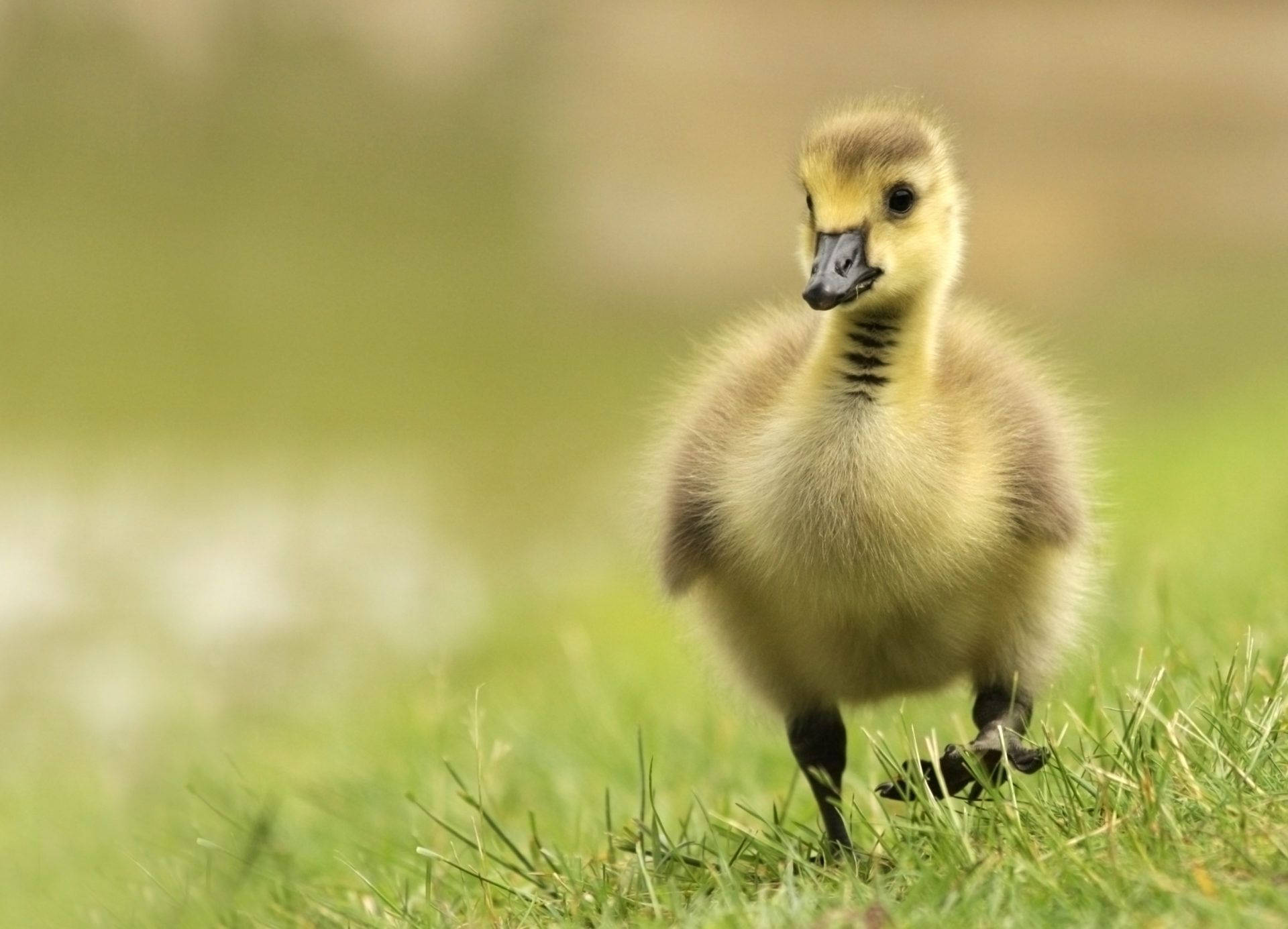 goose, gosling, yellow, Full HD Desktop Wallpaper