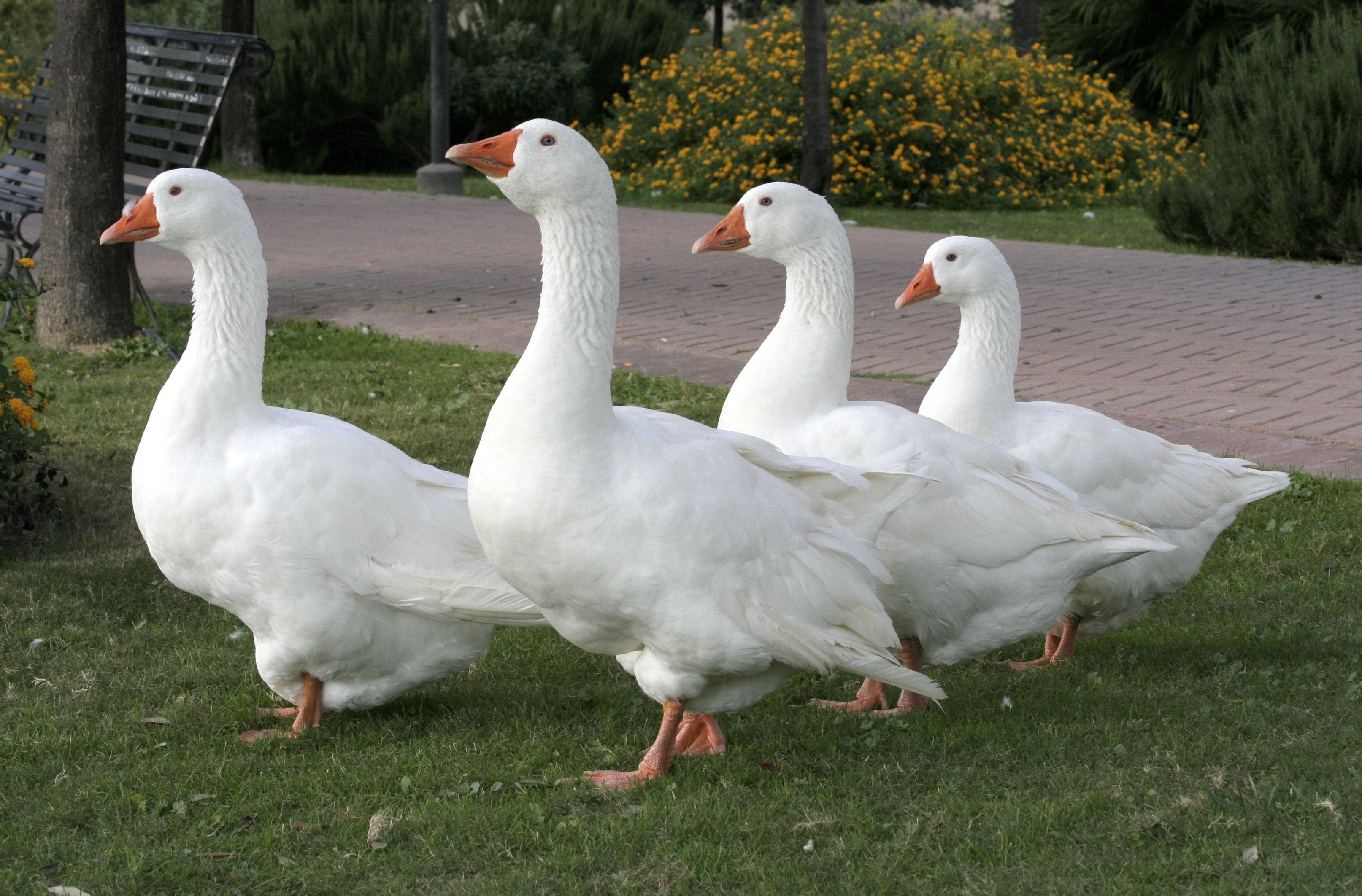 white geese, orange beaks, orange feet, 2K Desktop Wallpaper