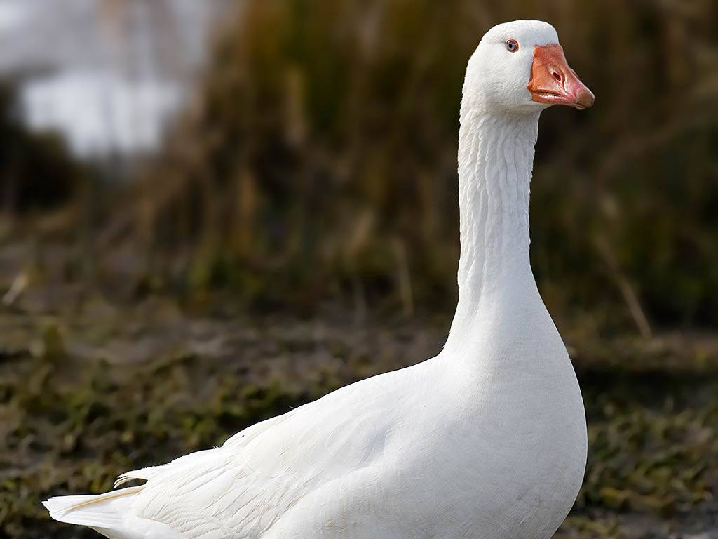 white goose, muddy marsh, blurred reeds, SD Desktop Wallpaper