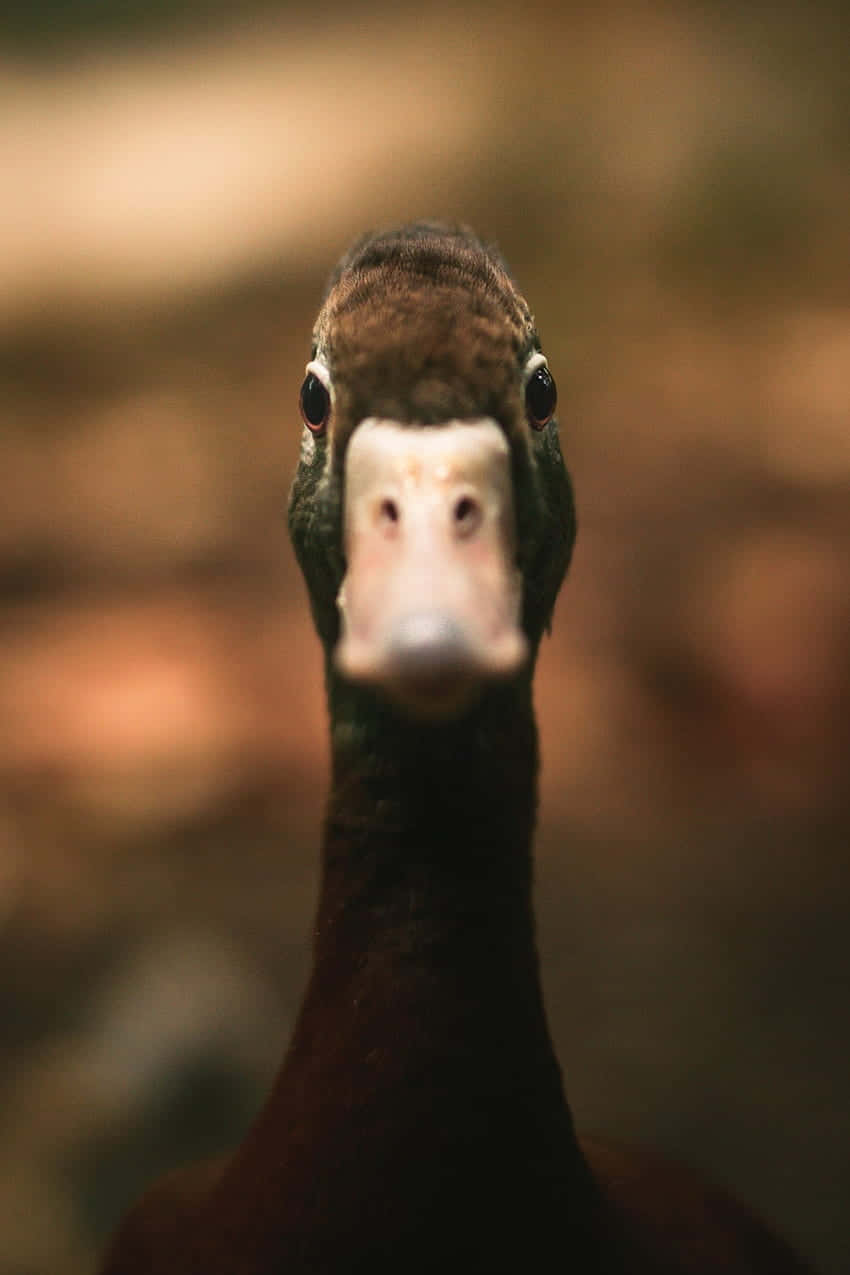 funny goose, dark brown duck, close-up portrait, SD Phone Wallpaper