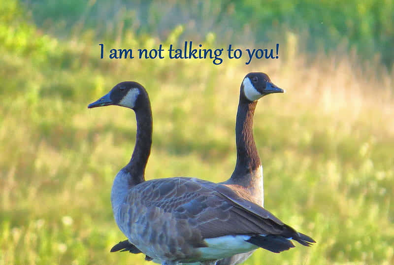 Canadian geese, sunlit grassy field, text overlay reading i am not talking to you!, SD Desktop Wallpaper