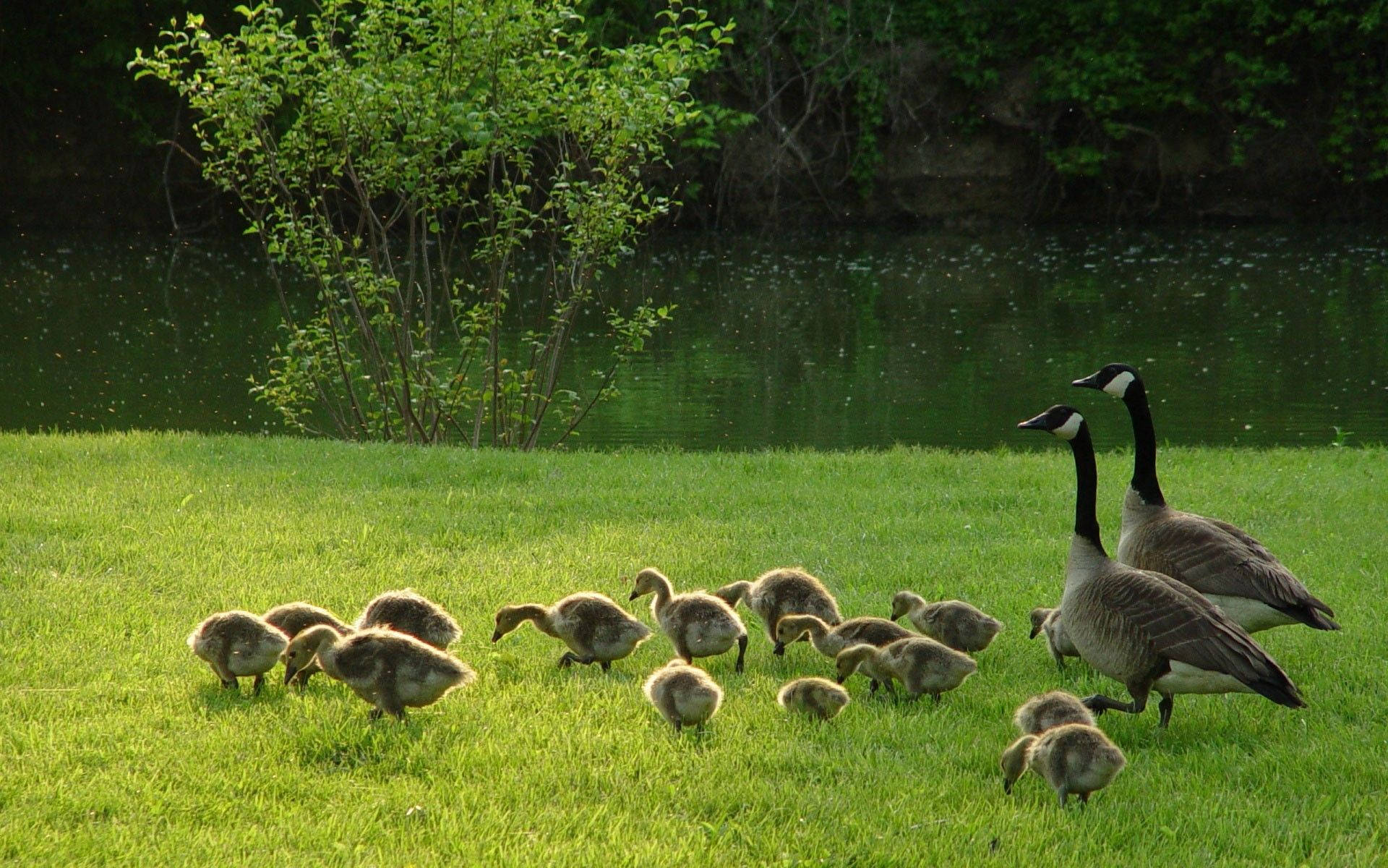 wild goose couple, flock of goslings, sunlit grassy field, Full HD Desktop Wallpaper