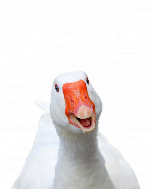 white goose, orange beak, plain white background, SD Phone Wallpaper