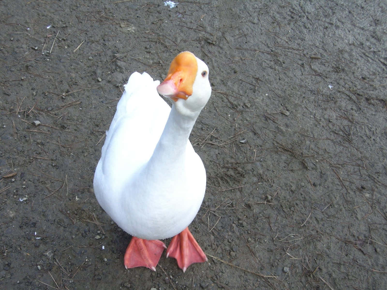 white goose, orange beak, orange feet, HD Desktop Wallpaper