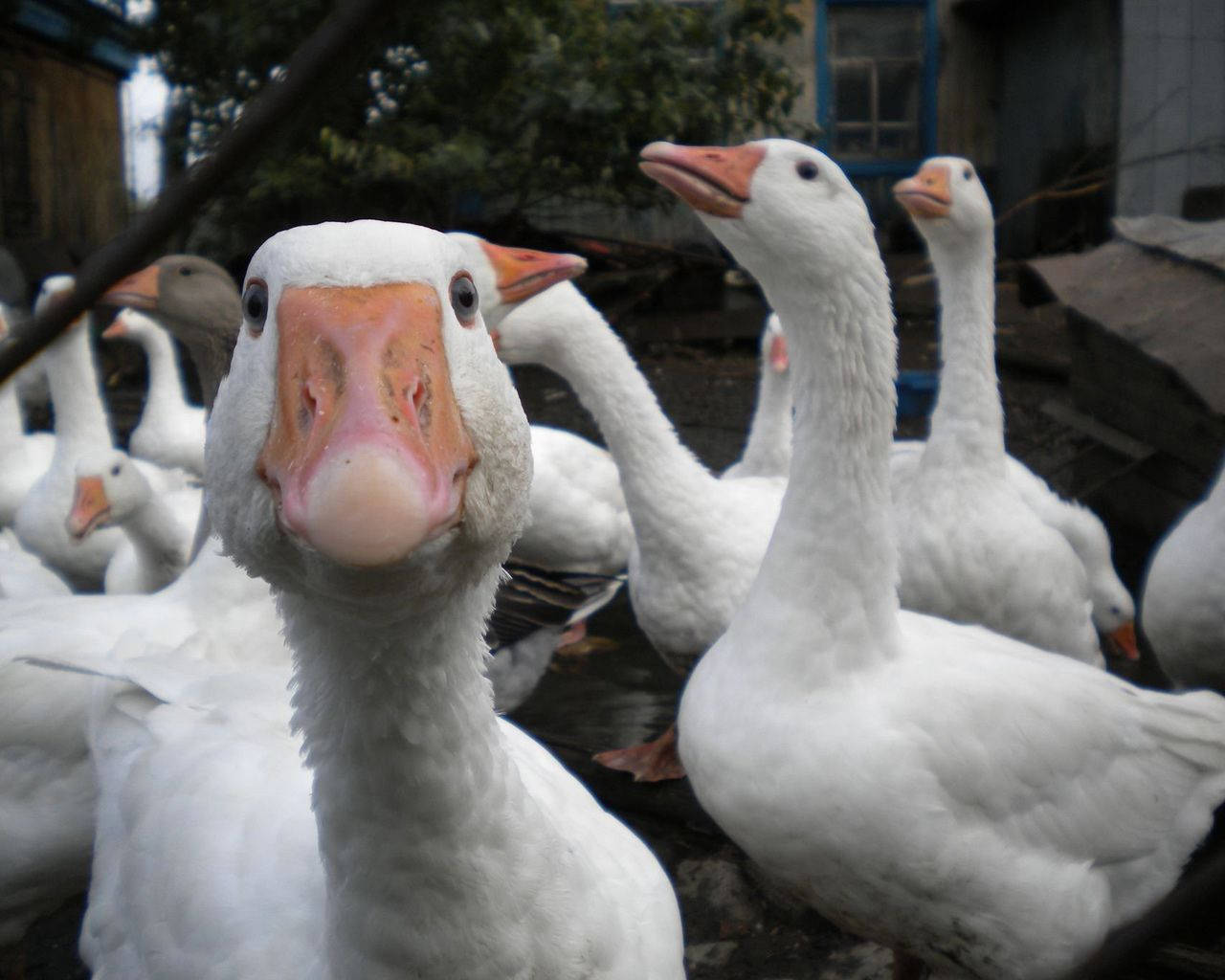 white geese, orange beaks, rustic outdoor setting, HD Desktop Wallpaper