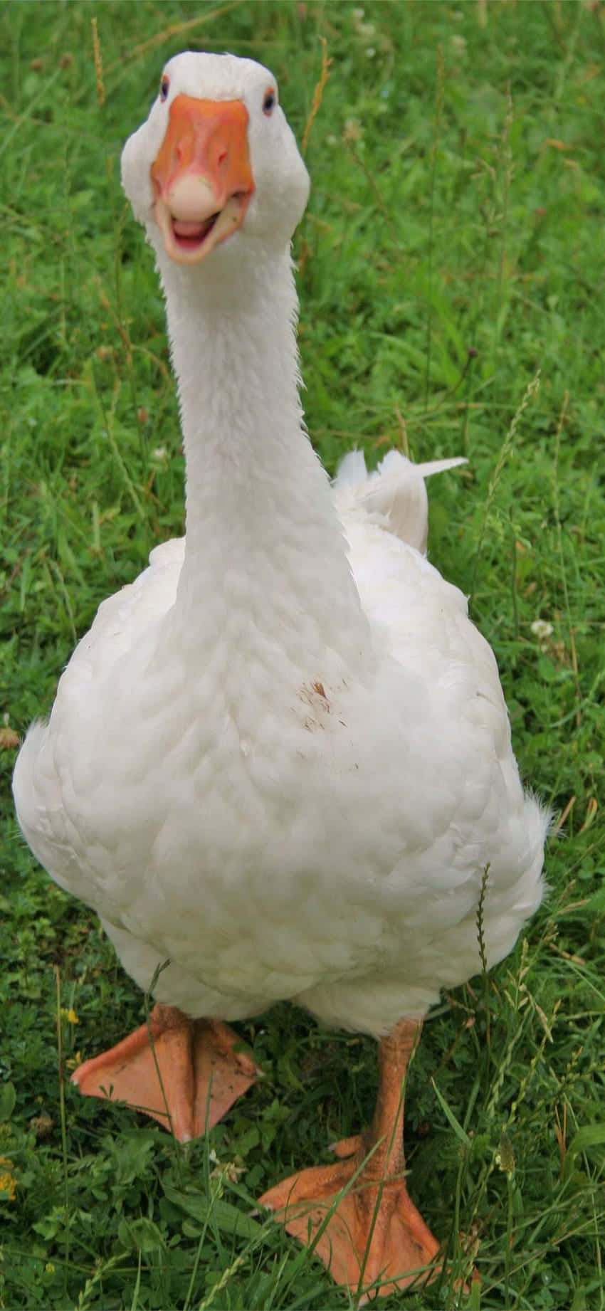 goose, fluffy white, orange beak, HD Phone Wallpaper