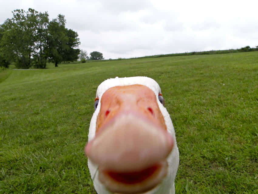white goose, close-up, lush green field, SD Desktop Wallpaper