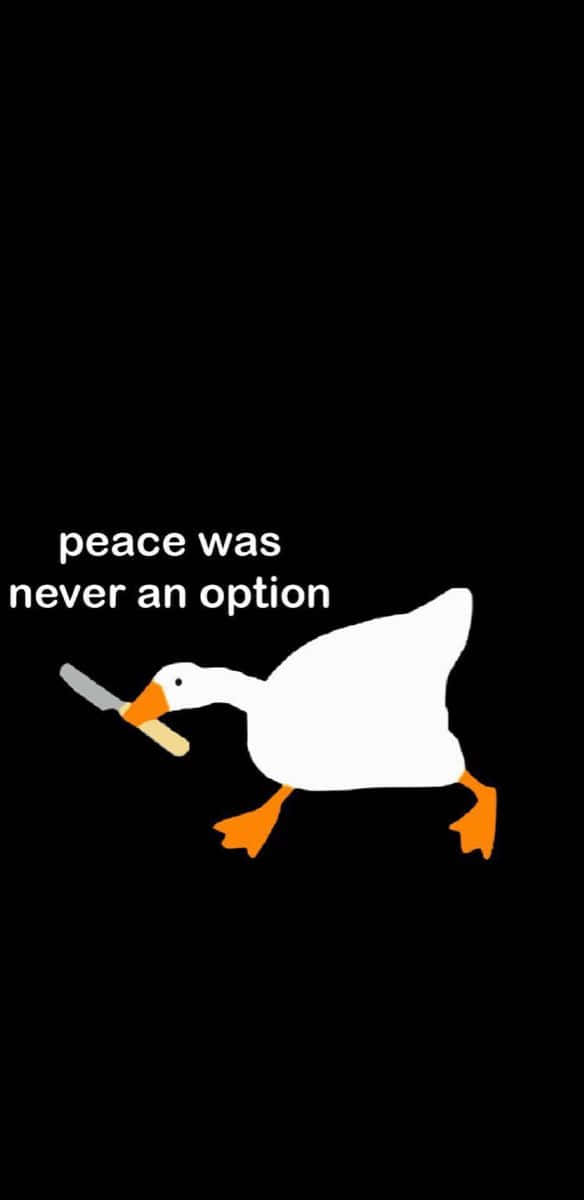 Goose, white goose, orange feet, SD Phone Wallpaper