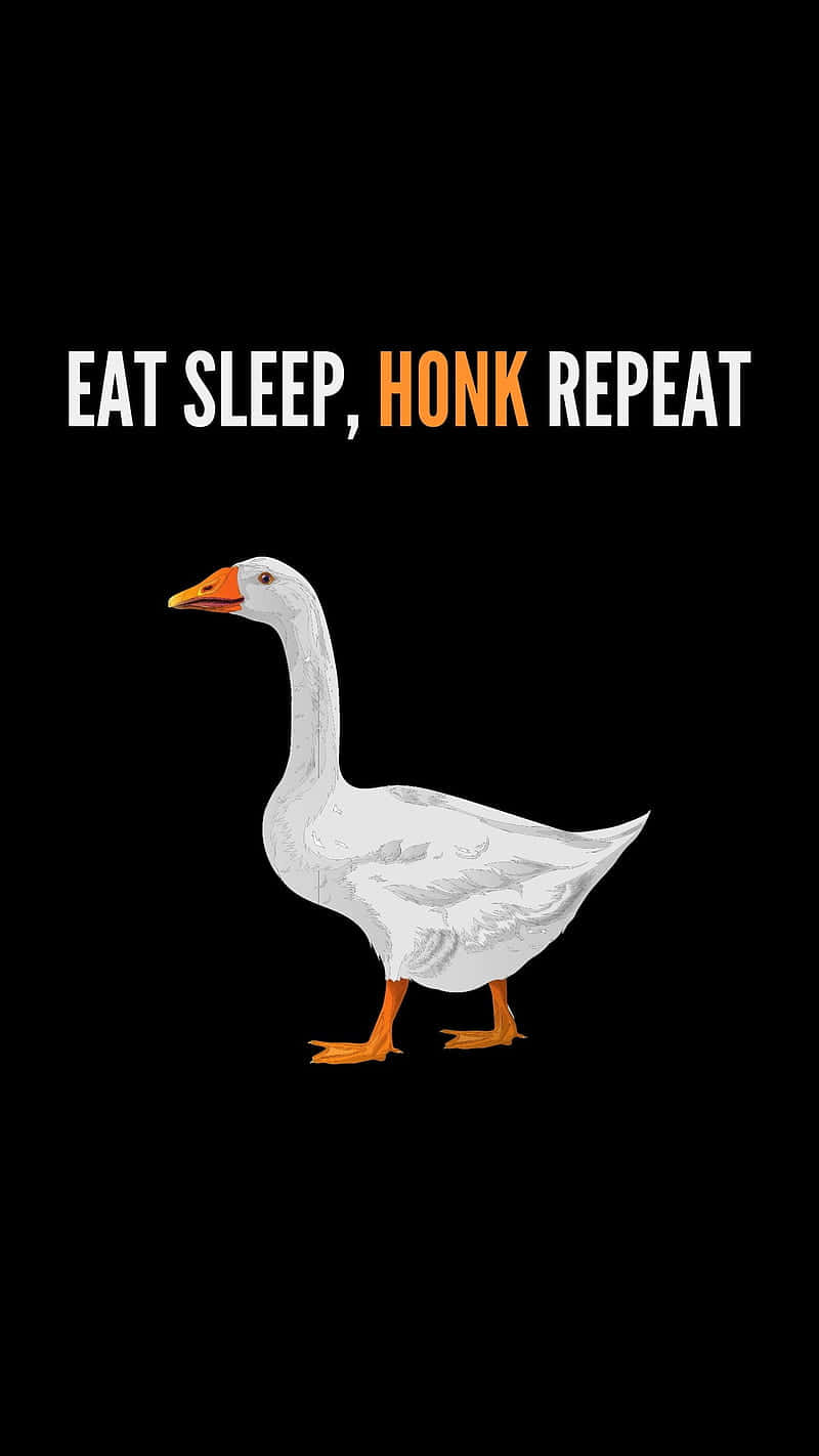 white goose, orange beak, orange feet, HD Phone Wallpaper