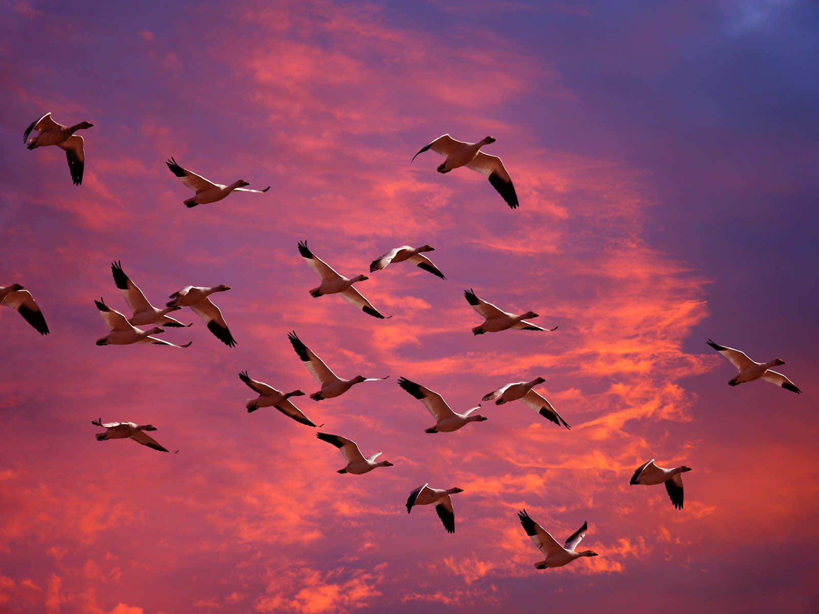 snow geese, flock of geese, fiery sunset sky, HD Desktop Wallpaper