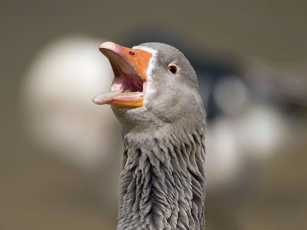 goose, gray, orange beak, SD Desktop Wallpaper