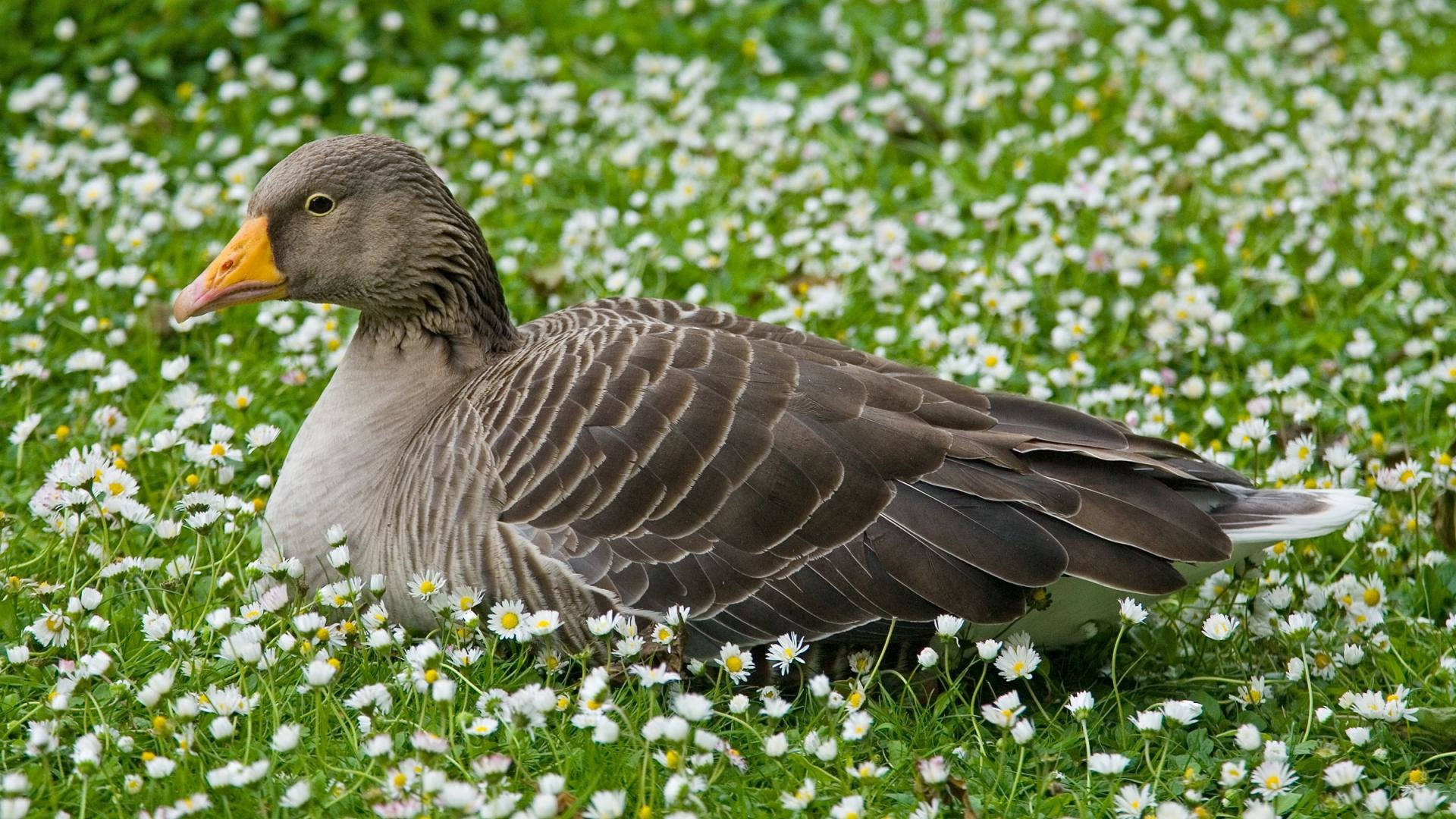 wild goose, gray goose, orange beak, Full HD Desktop Wallpaper