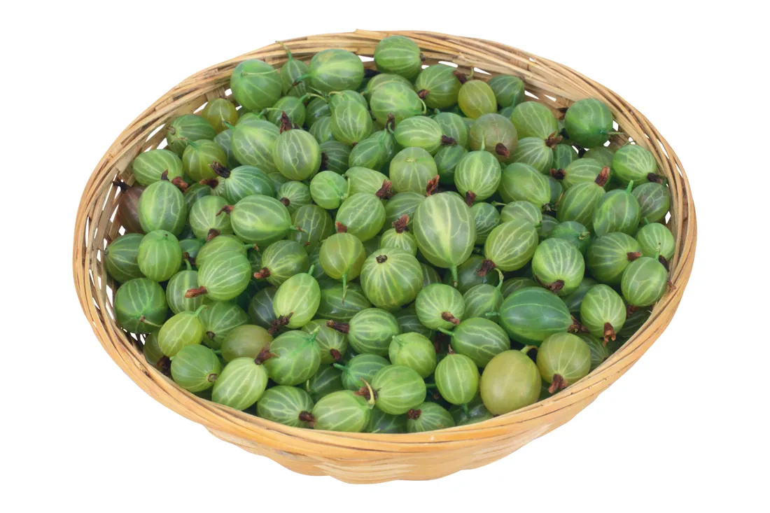 Gooseberry