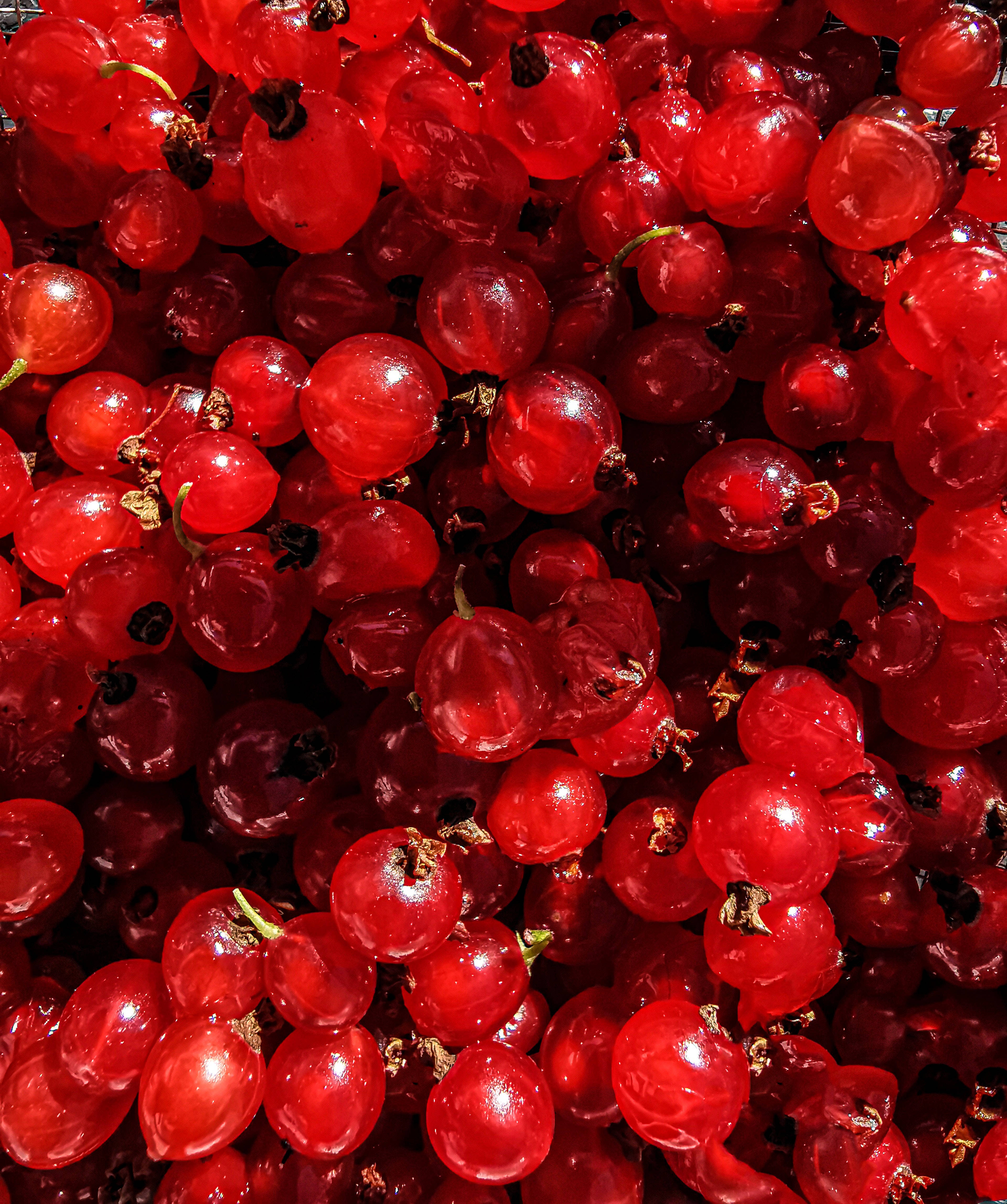 red gooseberry fruits, glistening red currants, dewy surfaces, 4K Phone Wallpaper