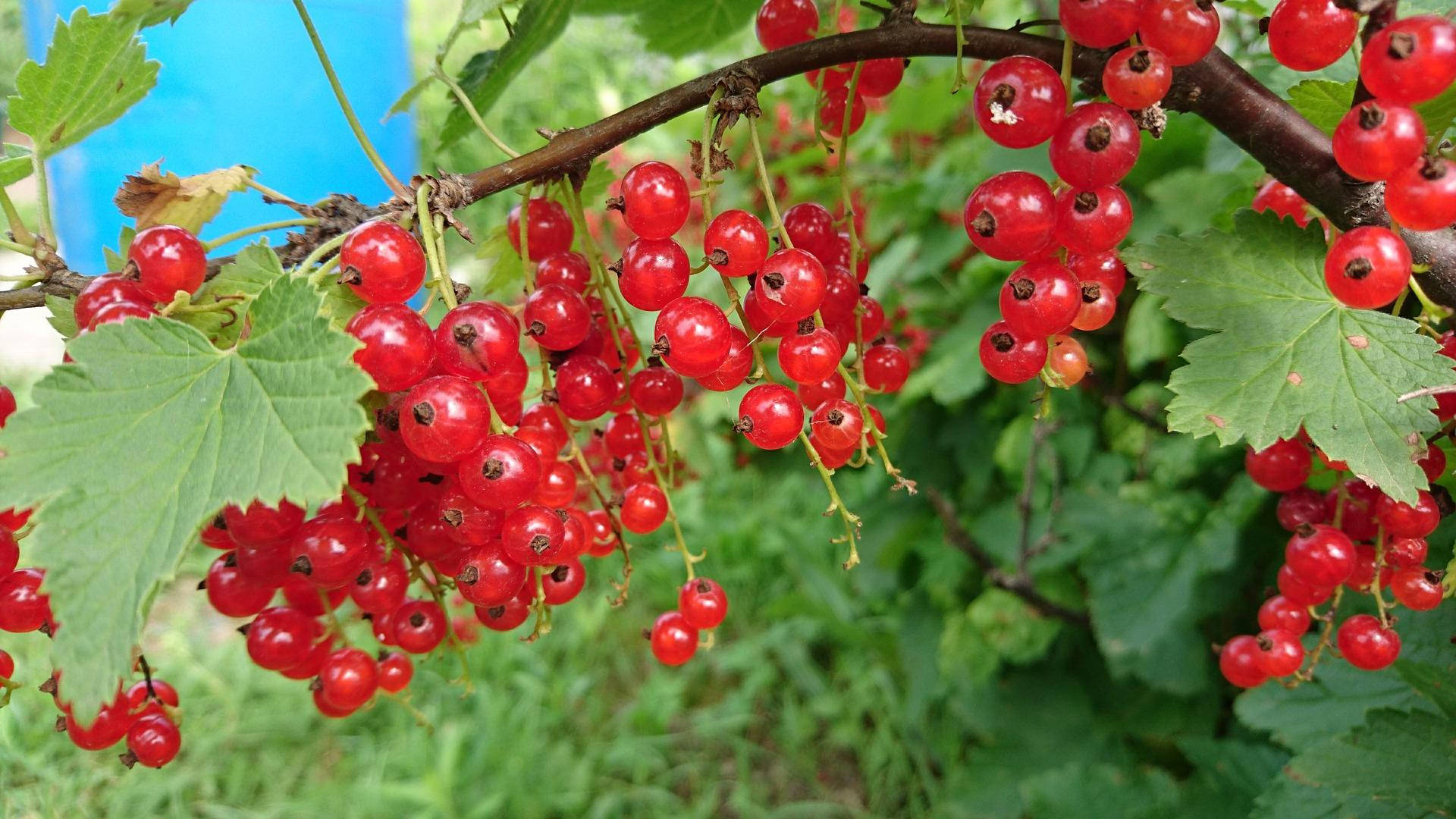 red gooseberry, amlA fruit, red currants, Full HD Desktop Wallpaper