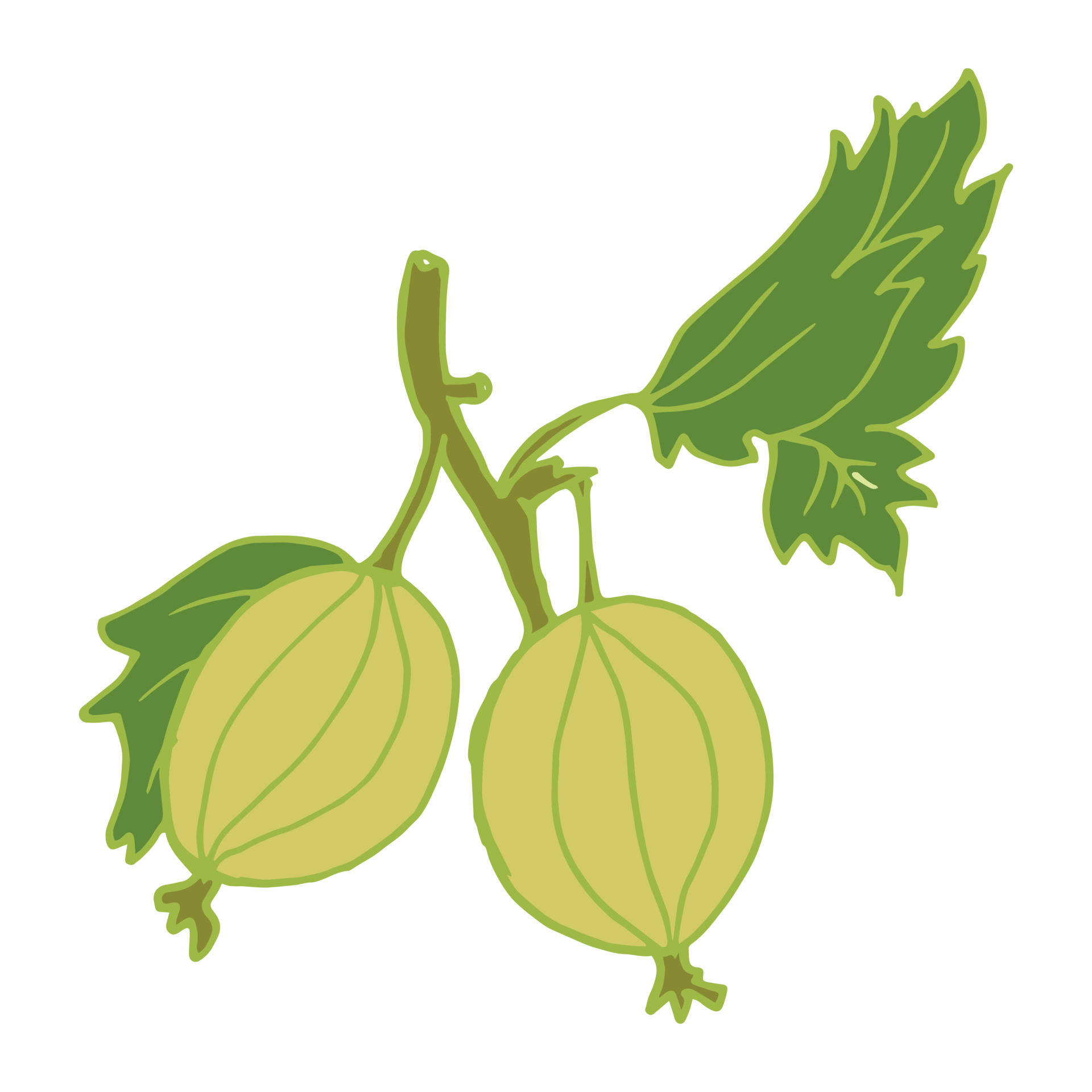 green gooseberry, stem, leaves, Full HD Desktop Wallpaper