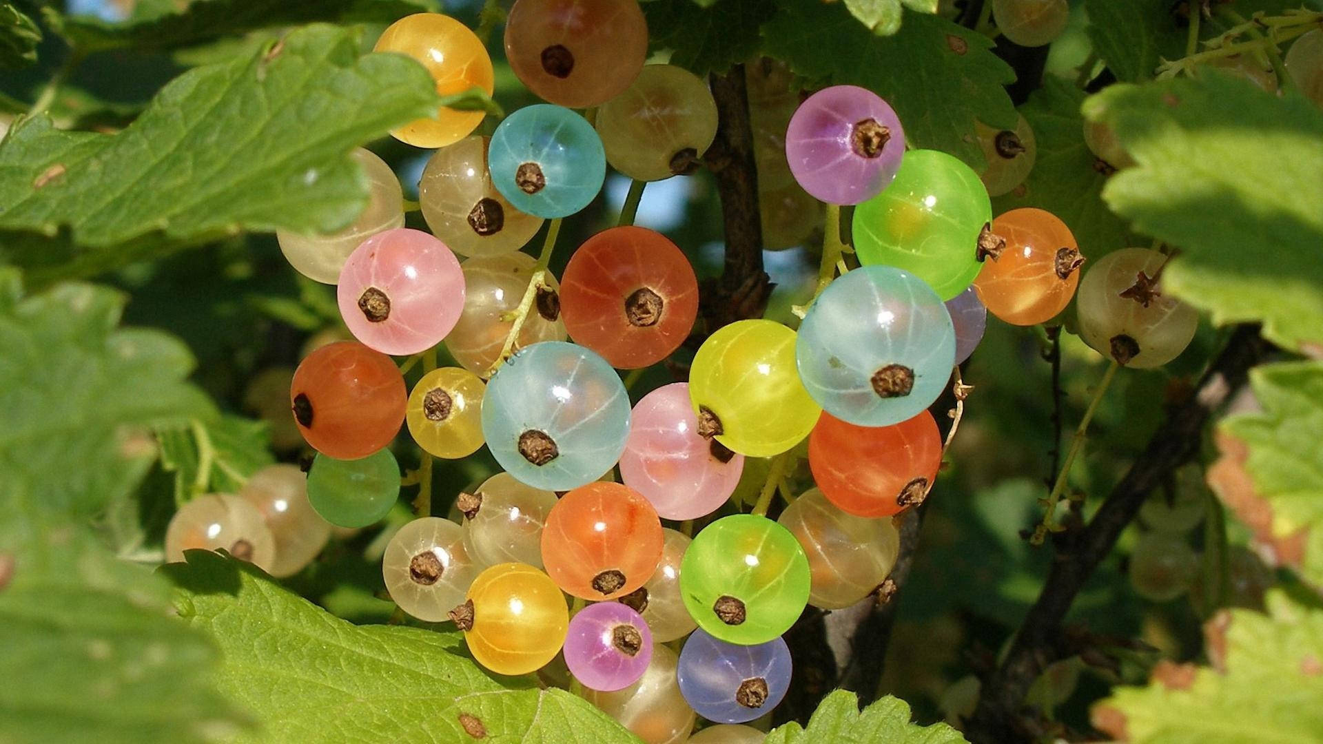 Gooseberry, rainbow hues, translucent berries, Full HD Desktop Wallpaper