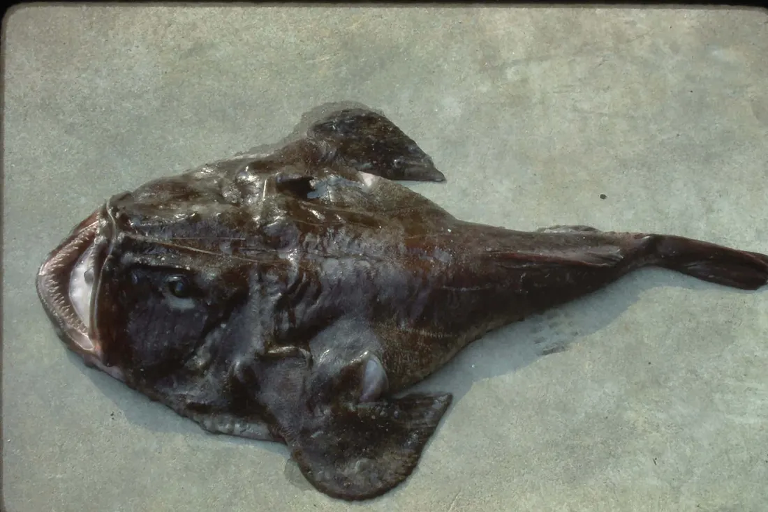 Goosefish