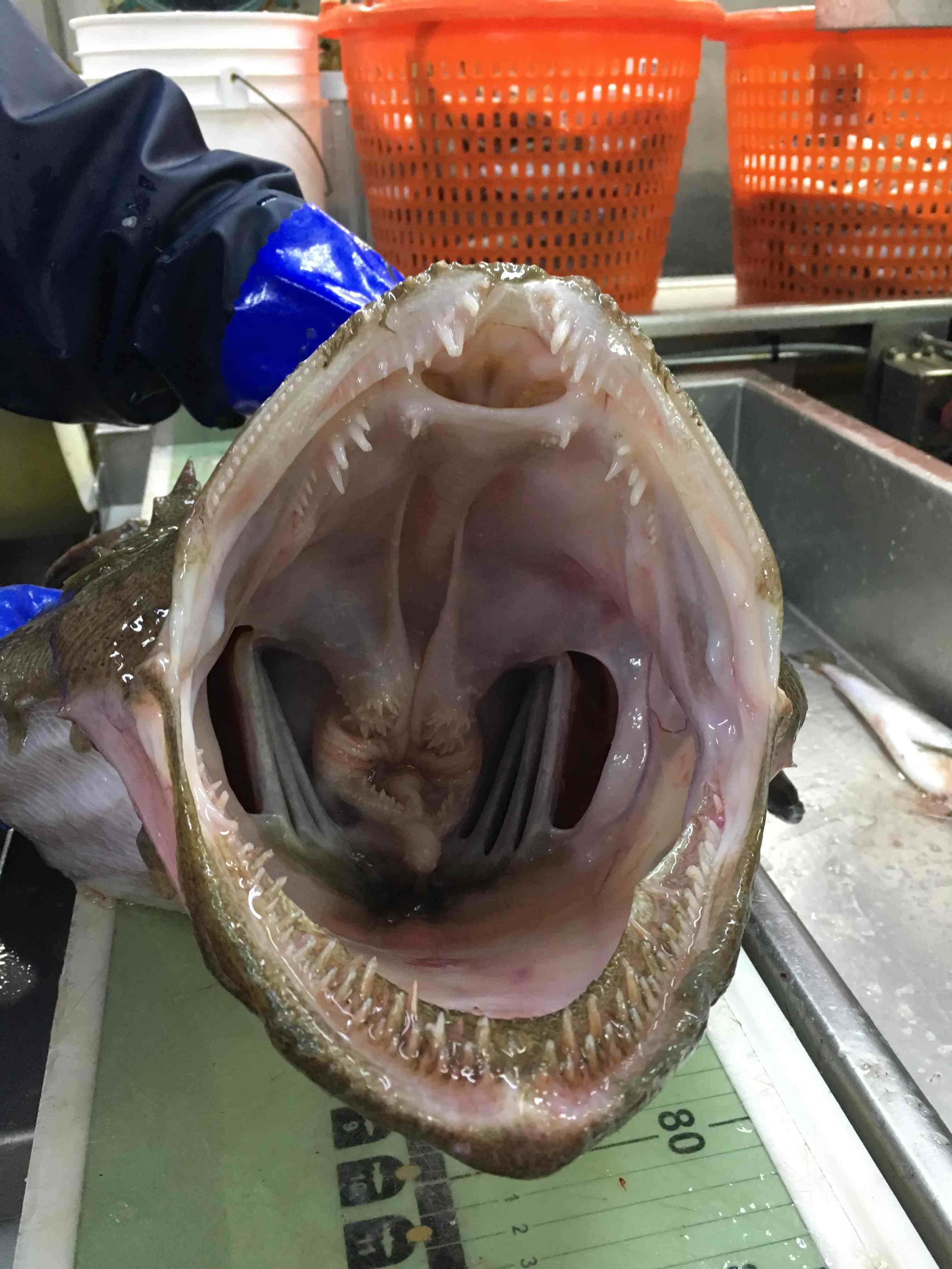 Goosefish, wide open mouth, sharp teeth, 4K Phone Wallpaper