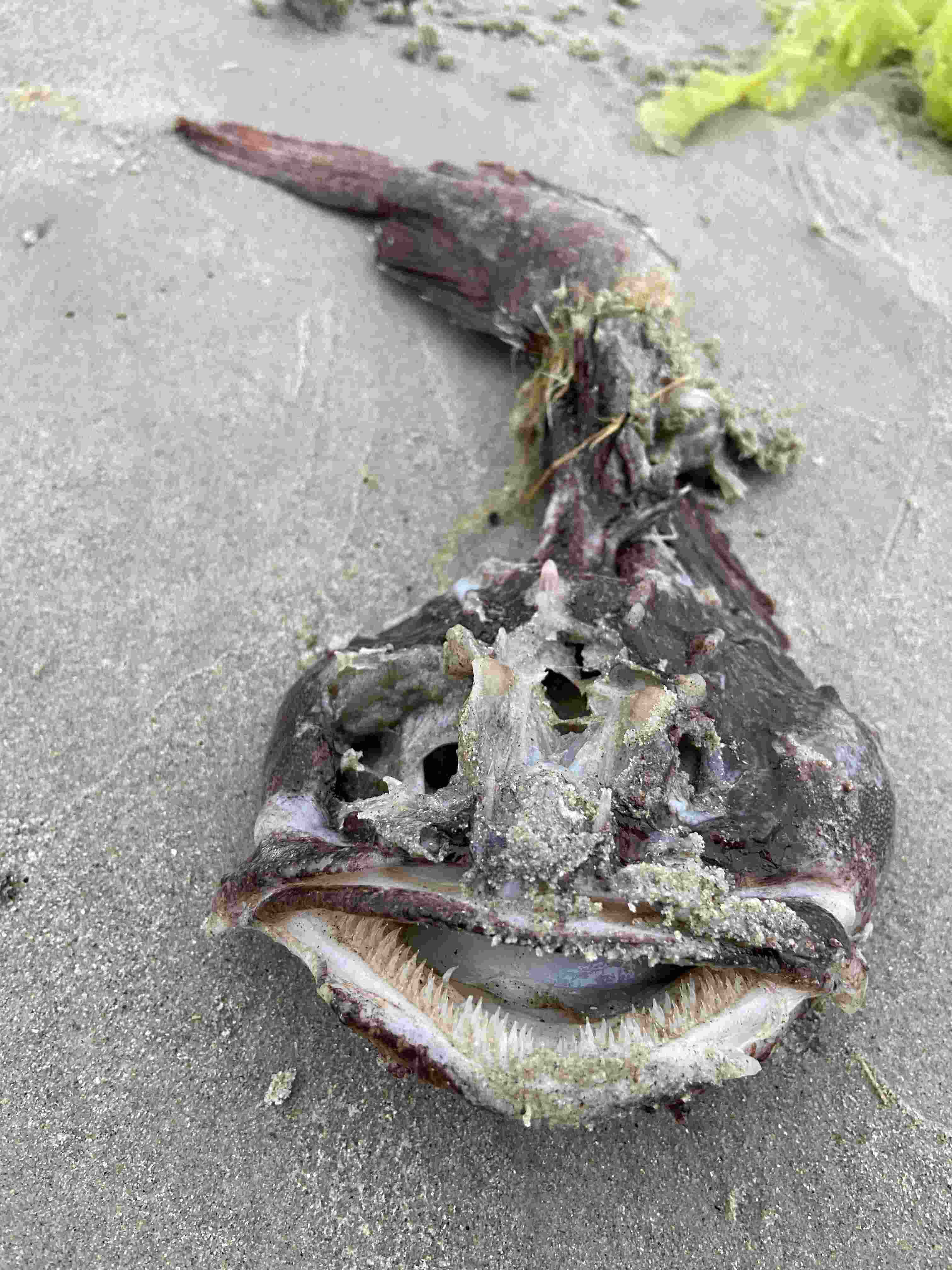 Goosefish, frogfish, barnacle-encrusted head, 4K Phone Wallpaper