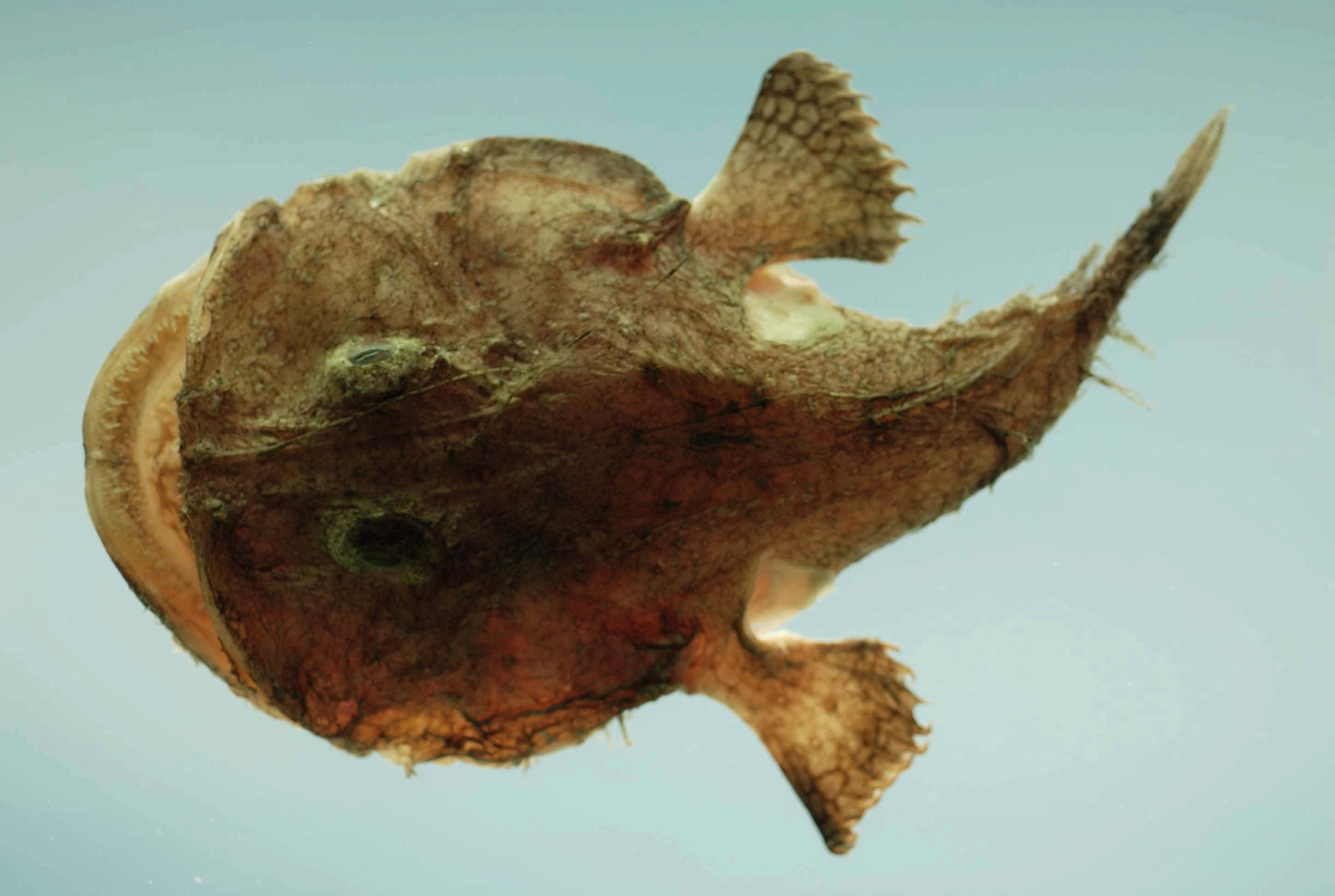 goosefish, brown textured frogfish, large eyes, 2K Desktop Wallpaper