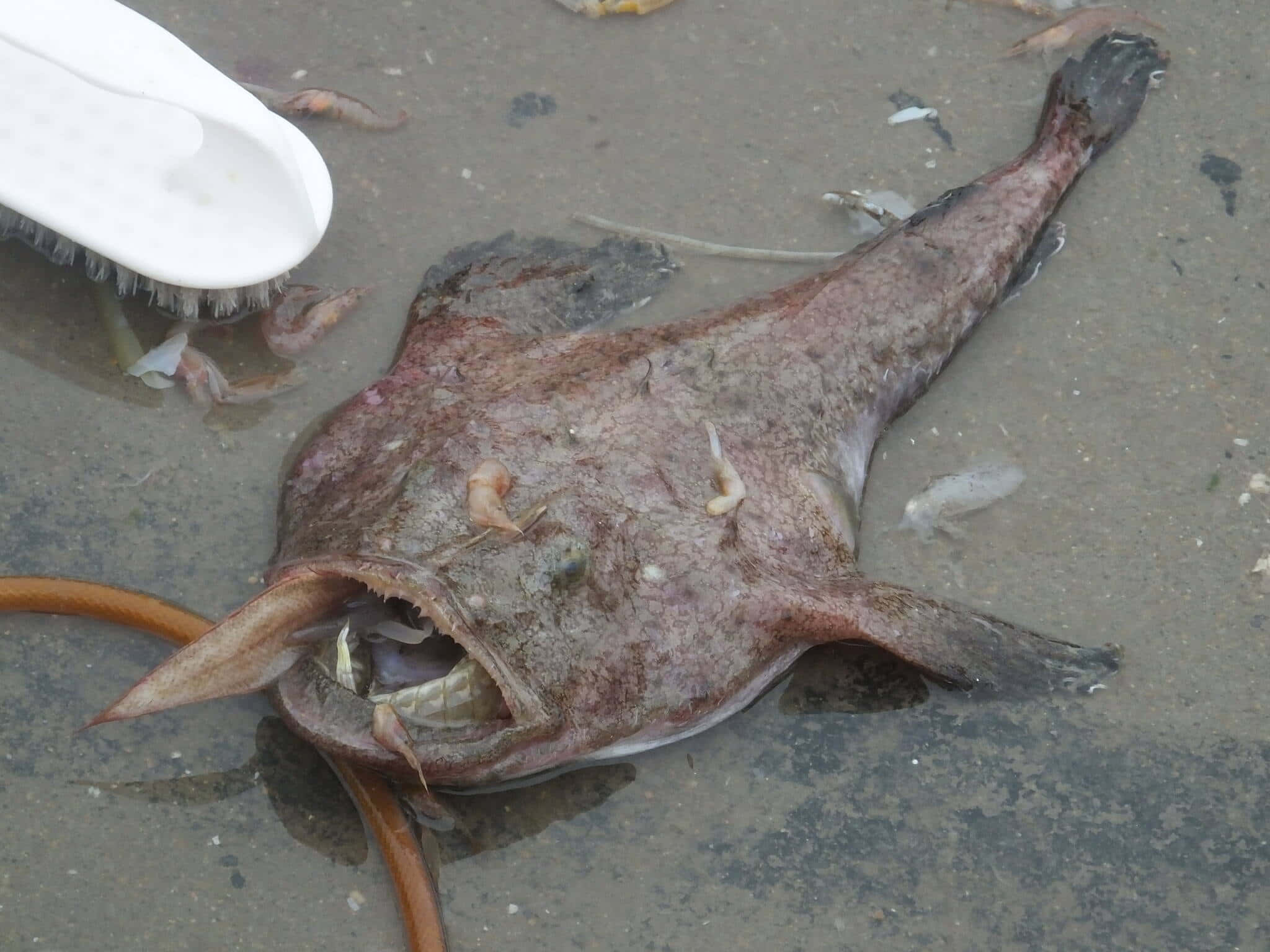 Goosefish, sandy shore, wet concrete, Full HD Desktop Wallpaper