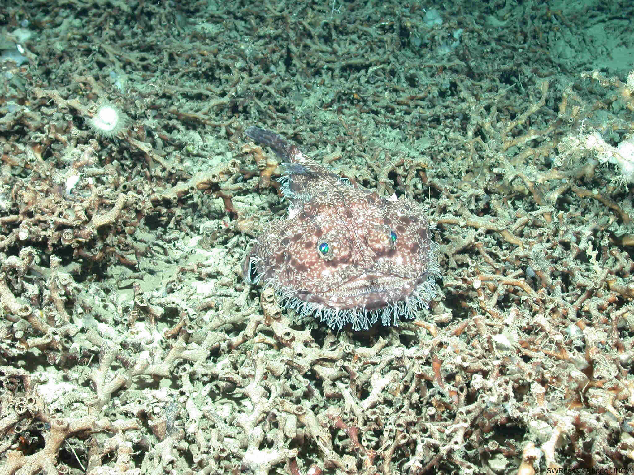 Goosefish, camouflaged, fringed lips, Full HD Desktop Wallpaper