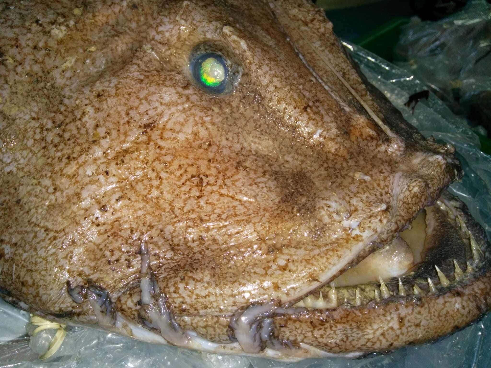 Goosefish, brown textured fish, large reflective eye, Full HD Desktop Wallpaper