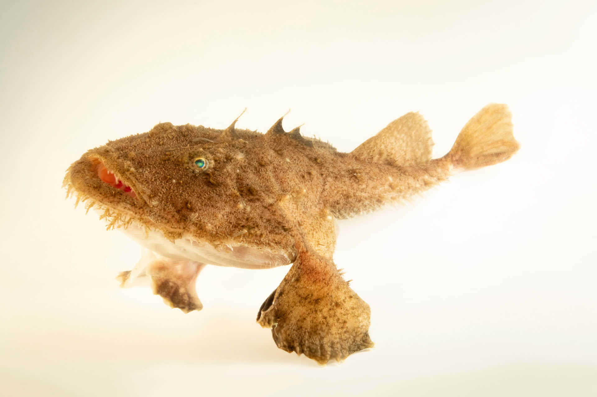 Goosefish, brown textured, wide mouth, Full HD Desktop Wallpaper