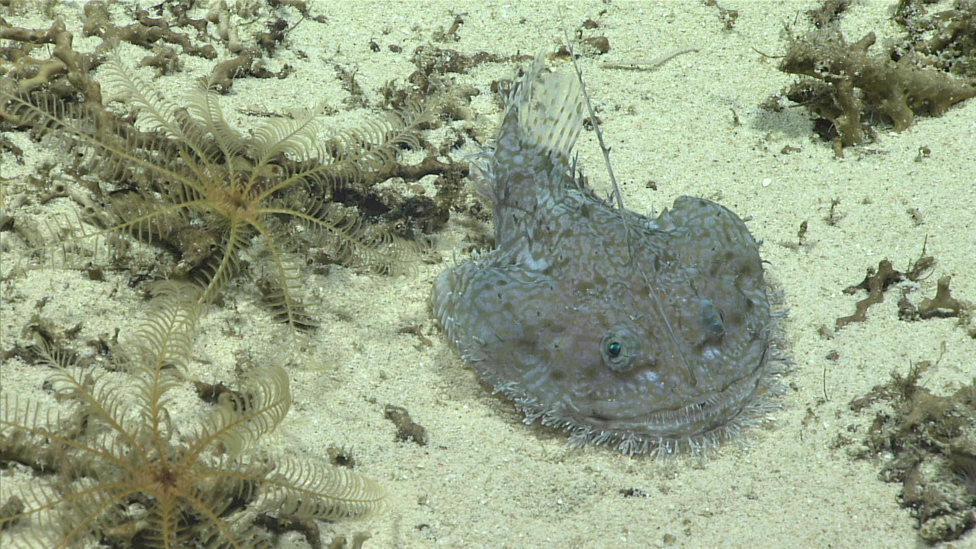 Goosefish, camouflaged, sandy ocean floor, Full HD Desktop Wallpaper