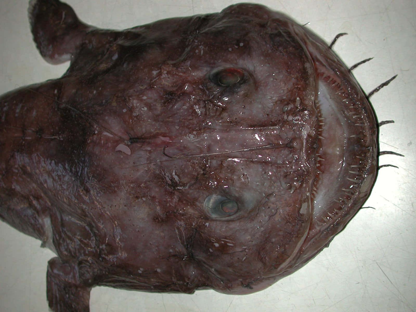 Goosefish, dark purple, wide mouth, HD Desktop Wallpaper