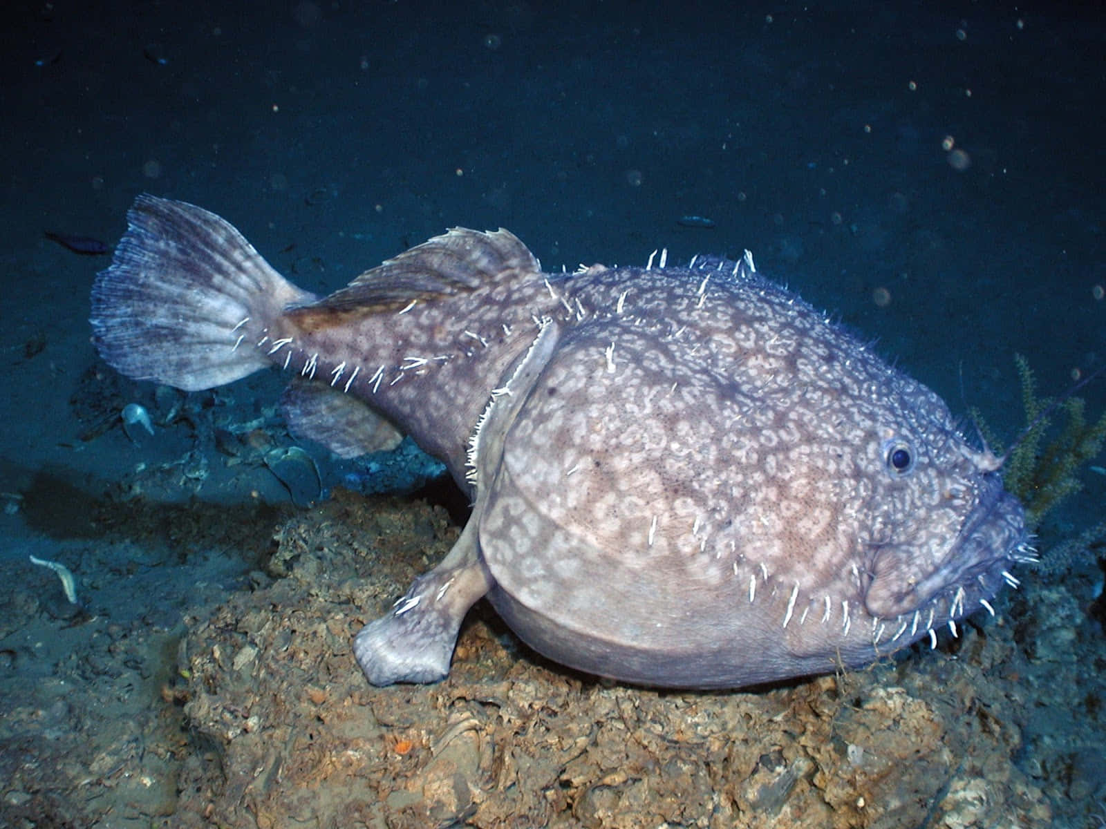 Goosefish, deep sea, anglerfish, HD Desktop Wallpaper