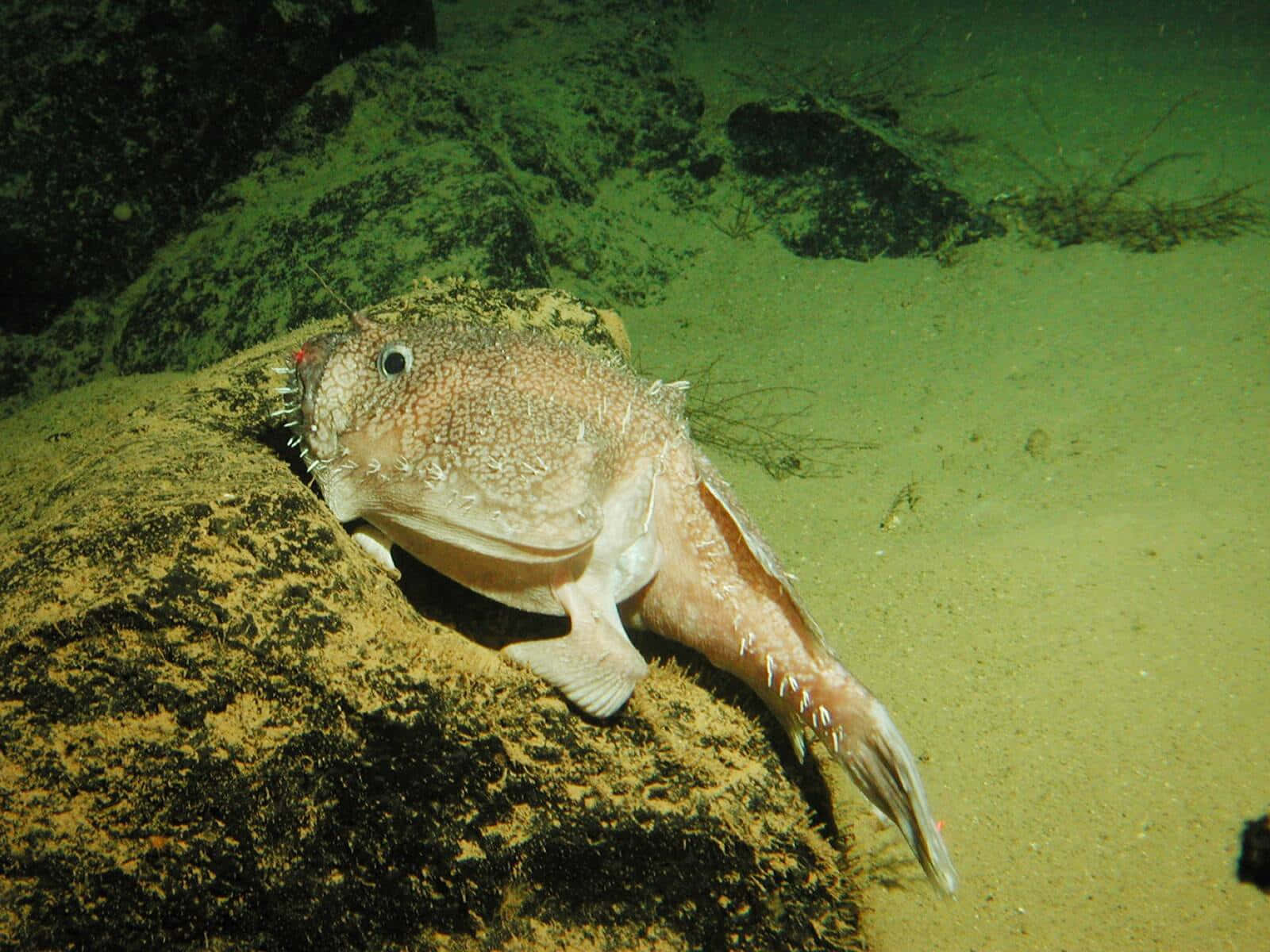 Goosefish, seabed, mossy rock, HD Desktop Wallpaper