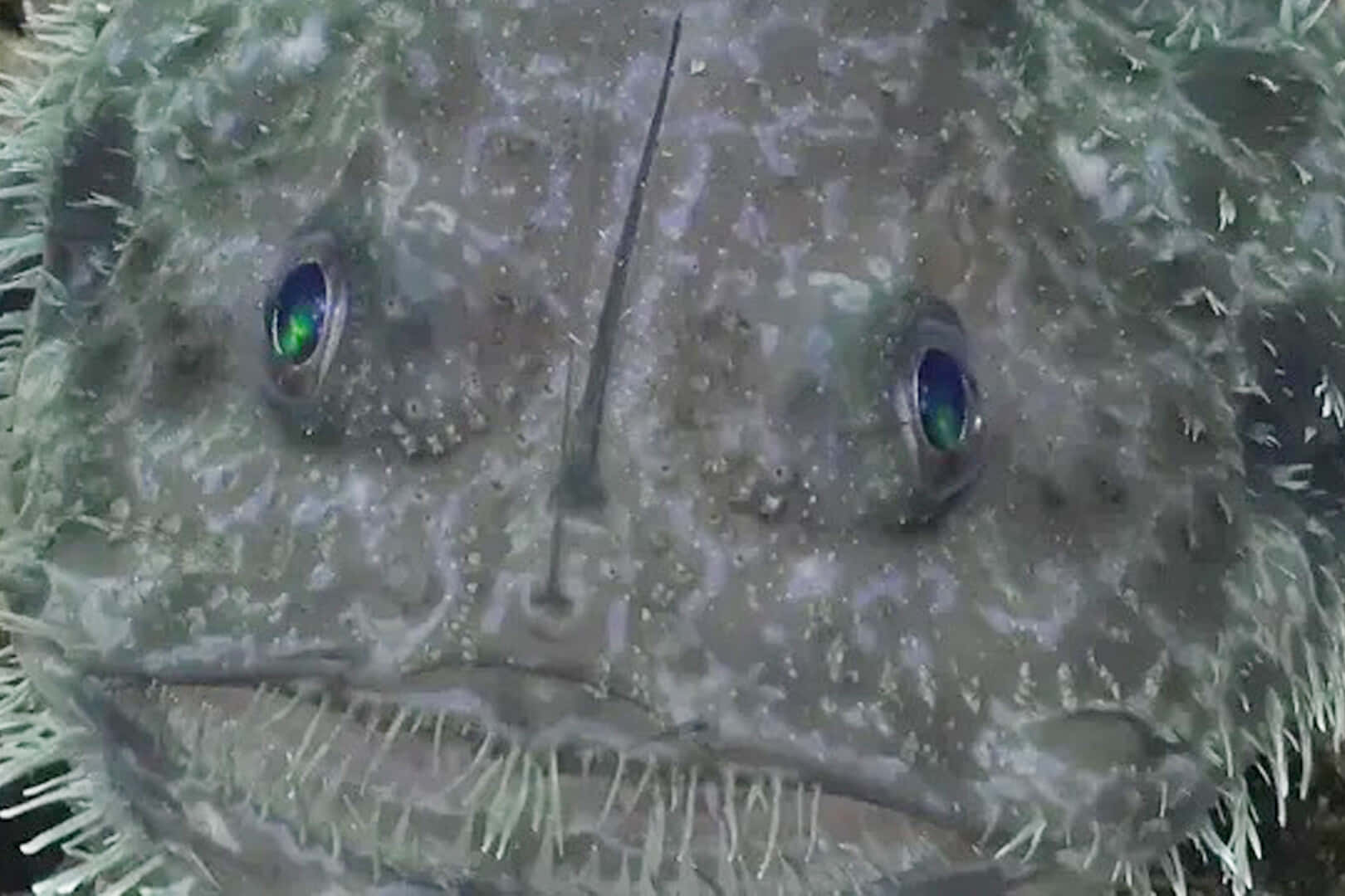 Goosefish, textured gray skin, glowing green eyes, HD Desktop Wallpaper
