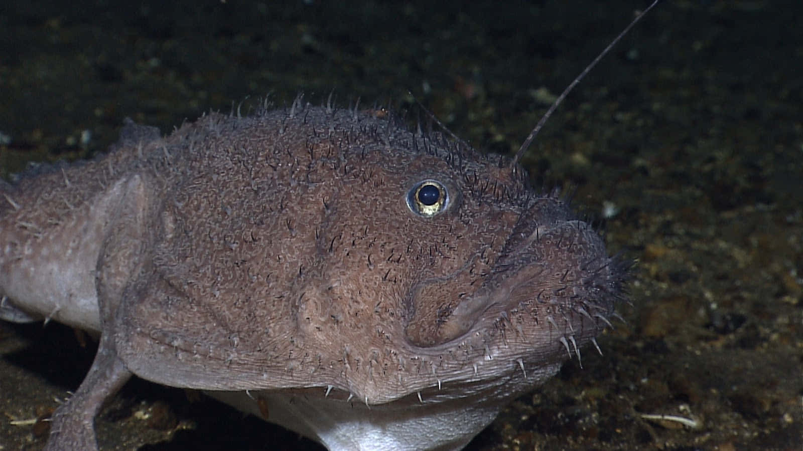 Goosefish, spiny, brown, HD Desktop Wallpaper