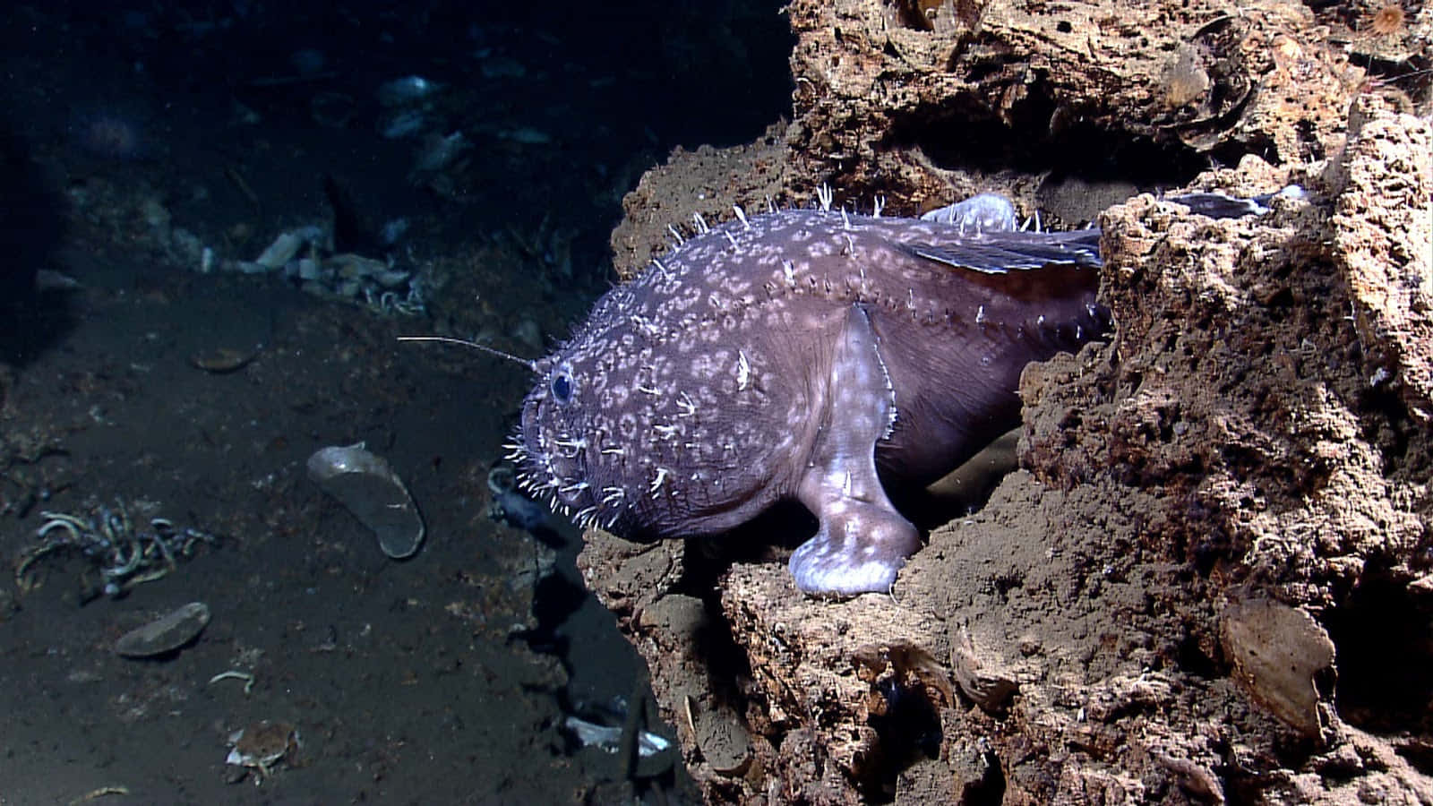 Goosefish, spiky skin, glowing lure, HD Desktop Wallpaper