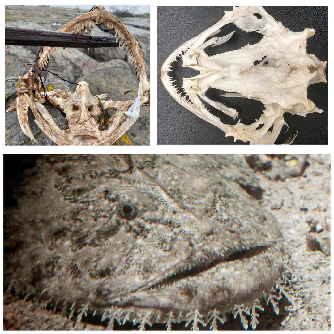 Goosefish, fish skull, sharp teeth, SD Desktop Wallpaper
