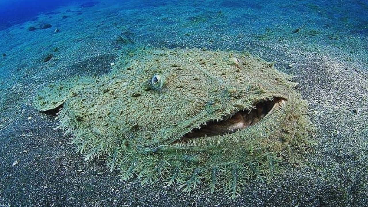 camouflaged frogfish, mossy texture, wide open mouth, HD Desktop Wallpaper