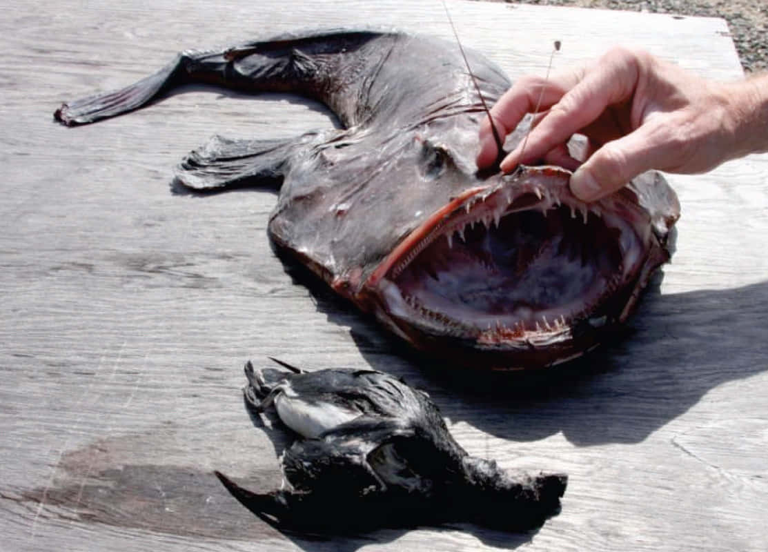 Goosefish, fishing hook, gaping mouth, SD Desktop Wallpaper