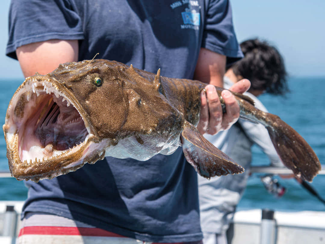 angler, large goosefish, brown anglerfish, SD Desktop Wallpaper