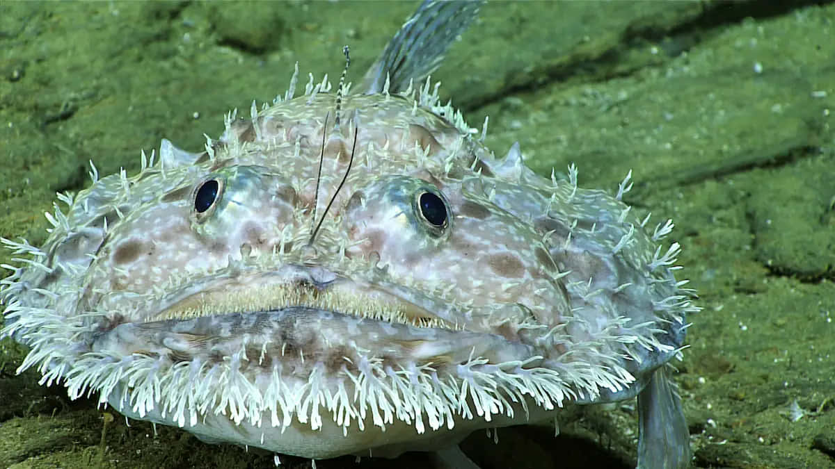 Goosefish, spiny frogfish, white bristles, SD Desktop Wallpaper
