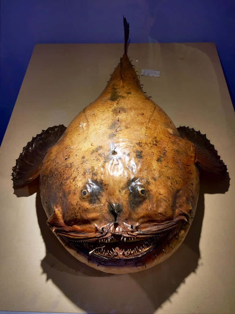 Goosefish, anglerfish specimen, beige platform, SD Phone Wallpaper