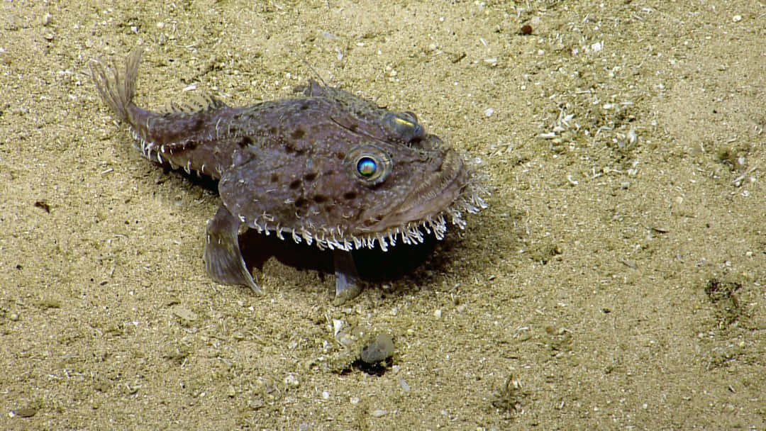 Goosefish, deep-sea frogfish, spiky fringed lips, SD Desktop Wallpaper