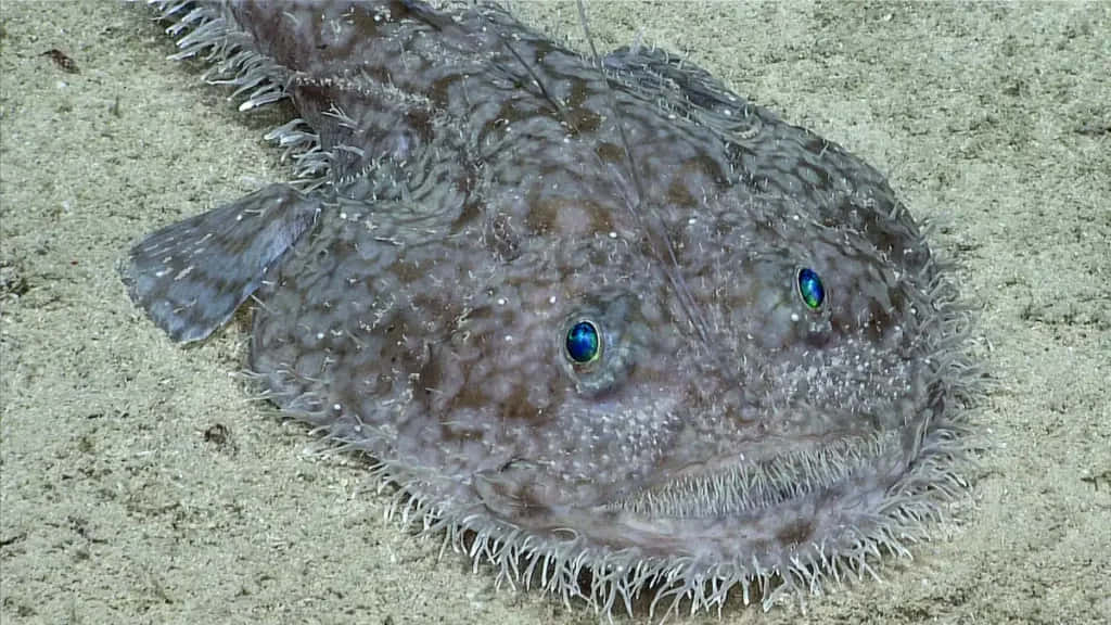 Goosefish, spiky skin, glowing blue eyes, SD Desktop Wallpaper