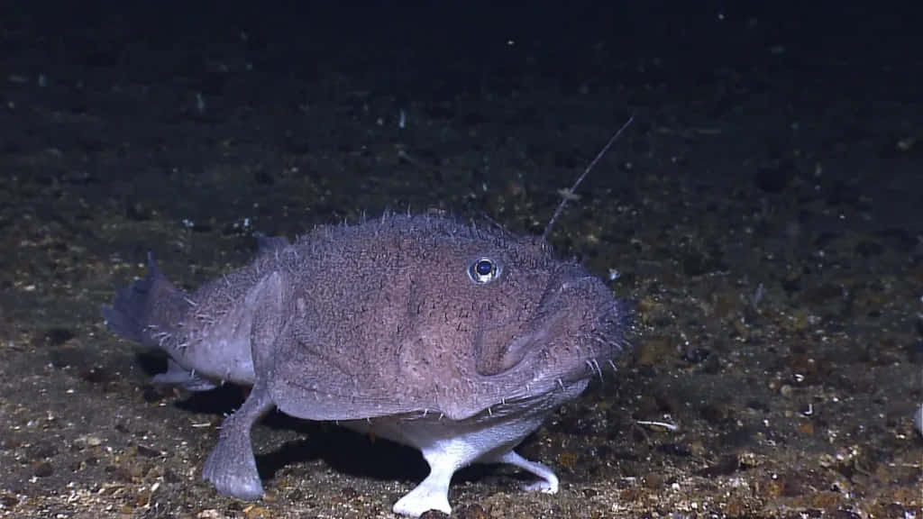 Goosefish, fuzzy gray body, white underbelly, SD Desktop Wallpaper