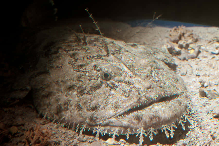 Goosefish, sandy ocean floor, pebbles, SD Desktop Wallpaper