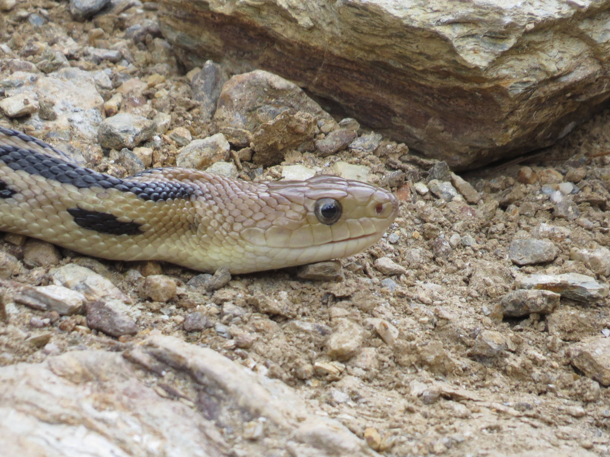 gopher snake, black stripes, sunlit rocks, Full HD Desktop Wallpaper