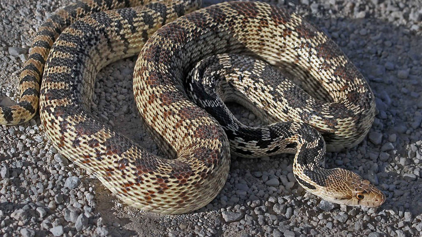 gopher snake, brown and tan patterns, gray gravel, HD Desktop Wallpaper