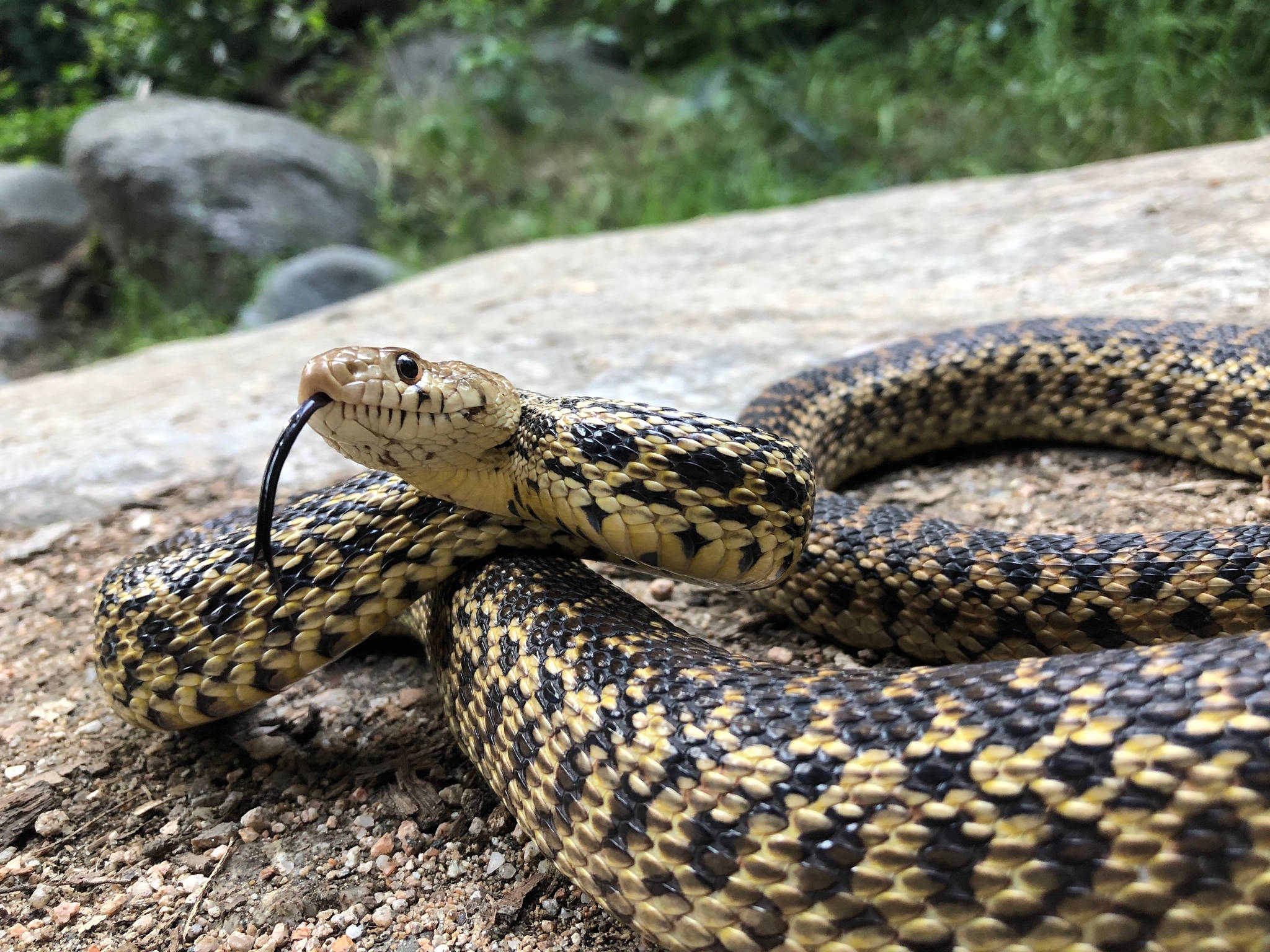 Gopher Snake, black forked tongue, sunlit rock, Full HD Desktop Wallpaper